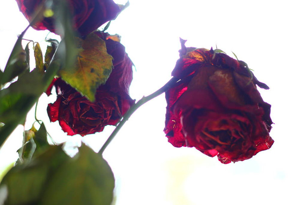 Roses séchées dans un vase sur la fenêtre
. - Photo, image