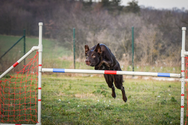 Cão marrom Fronteira collie está pulando agilidade. Dia incrível na competição de agilidade checa
. - Foto, Imagem