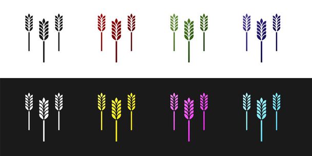 Set Obiloviny set s rýží, pšenicí, kukuřicí, ovsem, žitem, ječmen ikona izolované na černobílém pozadí. Uši se symboly pšeničného chleba. Vektorová ilustrace - Vektor, obrázek