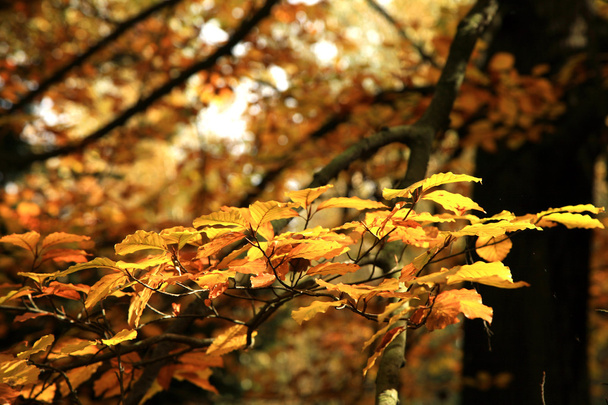 Fall. Art of nature. - Fotoğraf, Görsel