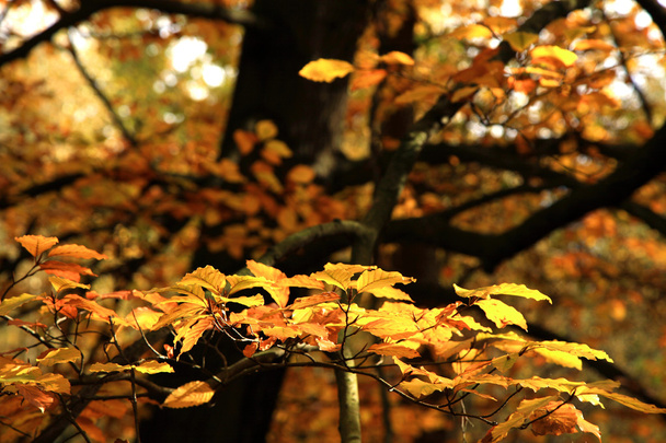 Autumn variations. Art of nature. - Фото, изображение