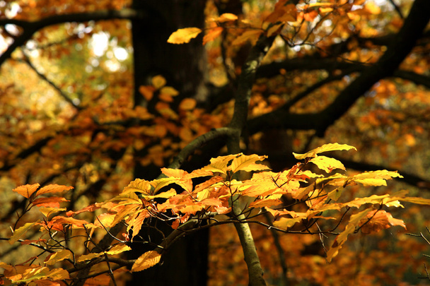 Autumn variations. Art of nature. - Фото, зображення