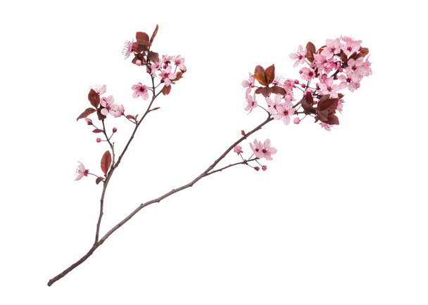 Spring tree branch with flowers on white - Photo, Image