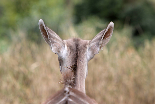 Kudu Antelope animals wildlife, nature fauna - Photo, Image