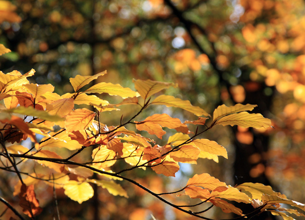 Autumn variations. Art of nature. - Foto, Bild