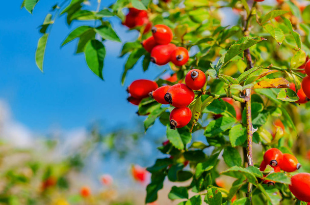 茂みの上の赤いバラの果実 - 写真・画像