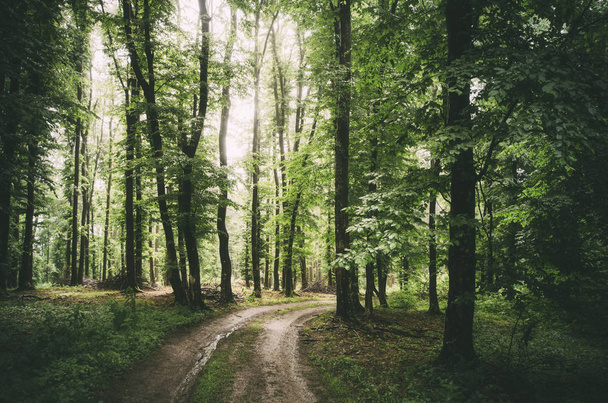 zielone liście w lesie z drogą przez drzewa w deszczowy dzień - Zdjęcie, obraz