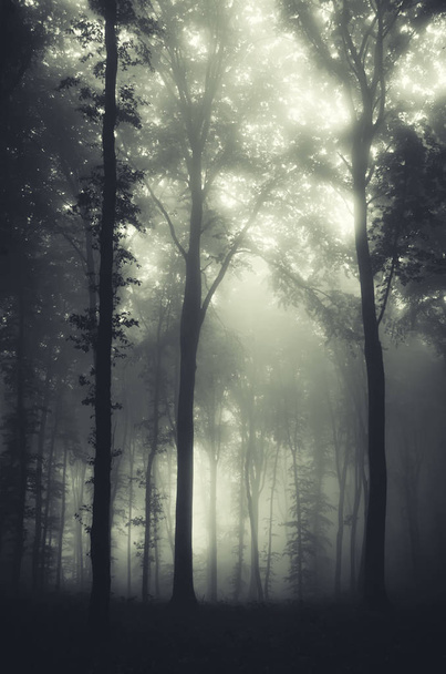 donker mysterieus bos met oude bomen - Foto, afbeelding