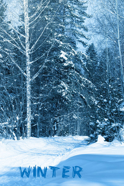 Snow trees in park toned in trendy Classic Blue color. - Photo, Image