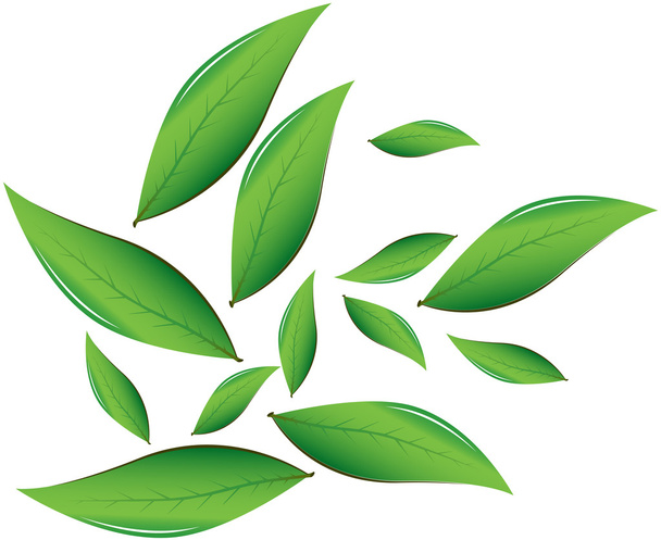 Tea leaves Vector illustration - Vector, afbeelding