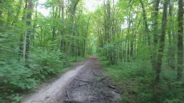 森の小道を飛ぶ美しいドローン - 映像、動画