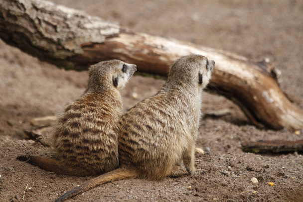 wildlife of meerkat, Suricata suricatta - Valokuva, kuva
