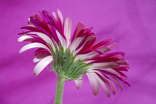 low view of red and white gerber daisy with droplets against pink background - Foto, immagini