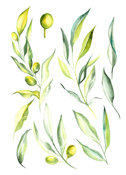 Az ágak és az olajbogyó-gyümölcsök színének akvarell rajzolási zöld színe izolált háttérrel - Fotó, kép
