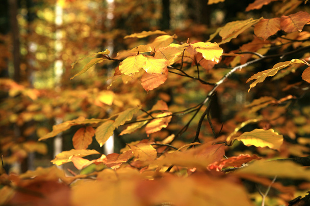 Autumn variations. Art of nature. - Фото, изображение
