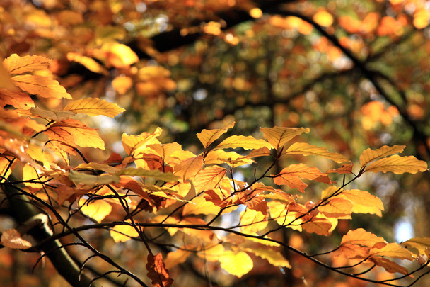 Variaciones de otoño. Arte de la naturaleza
. - Foto, Imagen