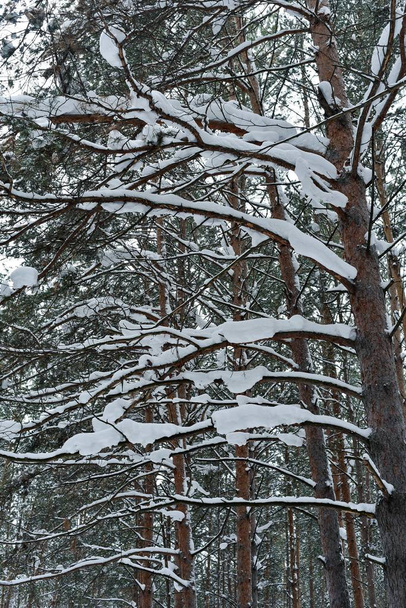 Winter pine tree forest with snow on trees - Zdjęcie, obraz