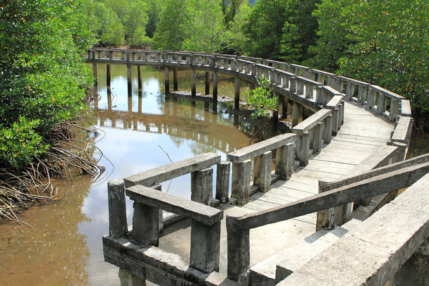 Concrete bridge go to mangrove forest - Photo, Image