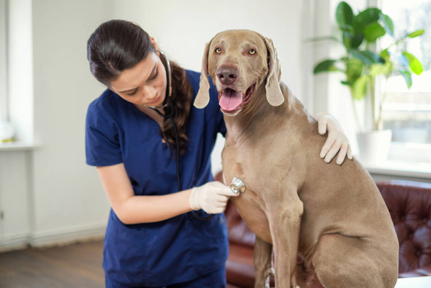 Veterinary surgeon and weimaraner dog at vet clinic - Foto, imagen
