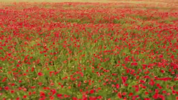 безпілотник застрелив низький політ над полем маку хмарний день на півдні Франції красивий кольоровий мальовничий вид
 - Кадри, відео