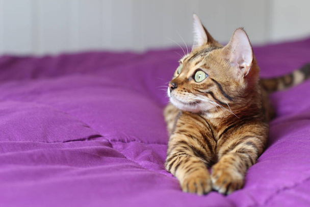 Güzel egzotik kedi, yakın plan portre - Fotoğraf, Görsel