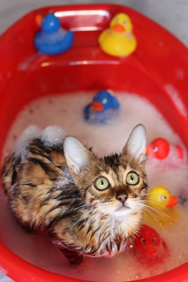 Śmieszny kot kąpieli - Zdjęcie, obraz