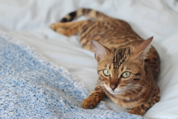 Όμορφη εξωτική γάτα, κοντινό πορτρέτο - Φωτογραφία, εικόνα