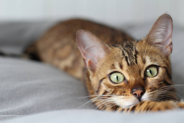 Schöne exotische Katze, Nahaufnahme Porträt - Foto, Bild
