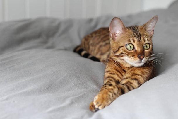 Красива екзотична кішка, крупним планом портрет
 - Фото, зображення