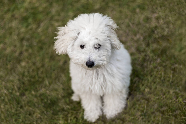 Portrait of a white Poodle puppy - Foto, afbeelding