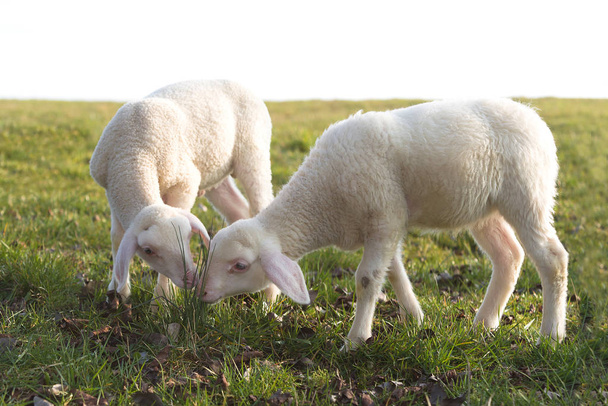 Dos corderos jóvenes en un prado
 - Foto, imagen