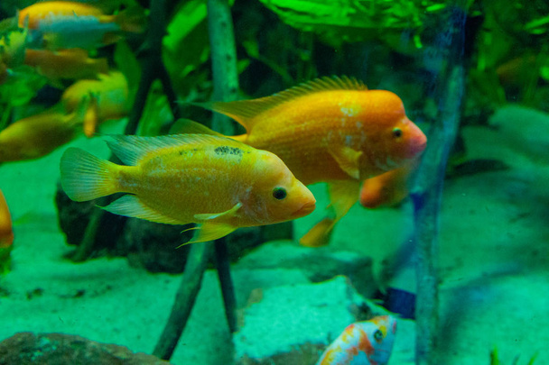 красивые тропические рыбы в аквариуме - Фото, изображение