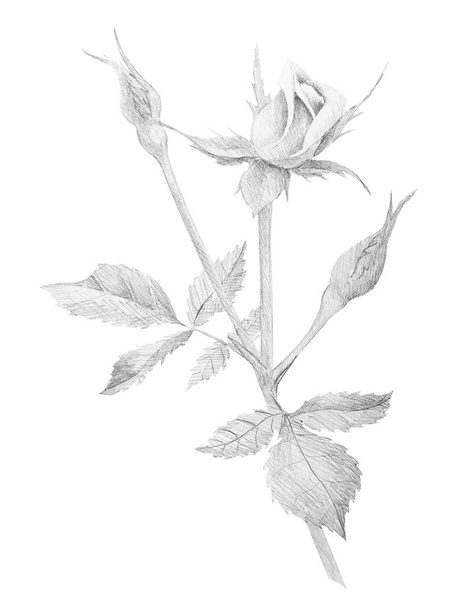 Botanical pencil sketch of roses on white background - Foto, Imagem