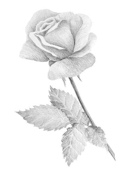 Botanical pencil sketch of roses on white background - Fotoğraf, Görsel