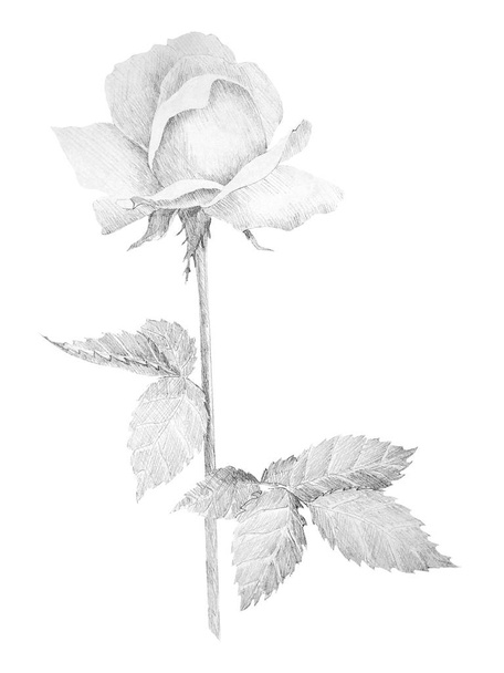 Botanical pencil sketch of roses on white background - Zdjęcie, obraz