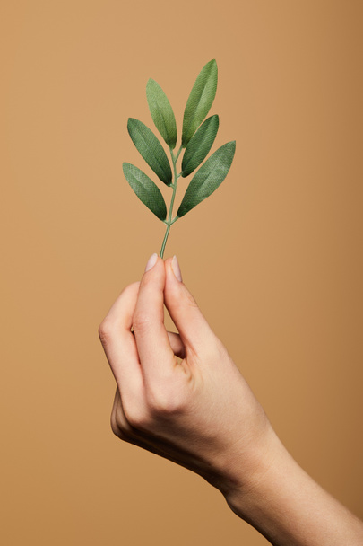cropped view of woman holding green plant isolated on beige - Foto, immagini