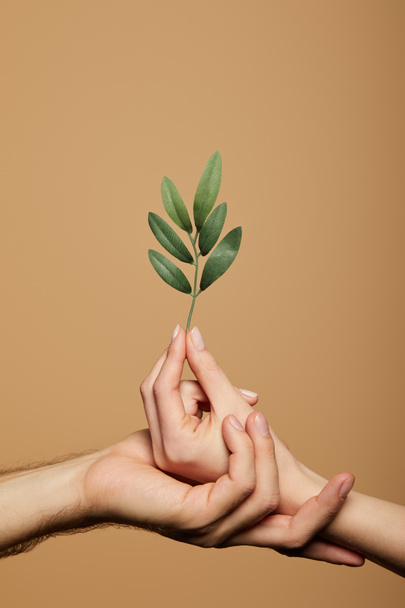cropped view of man and woman holding green plant isolated on beige - Foto, afbeelding