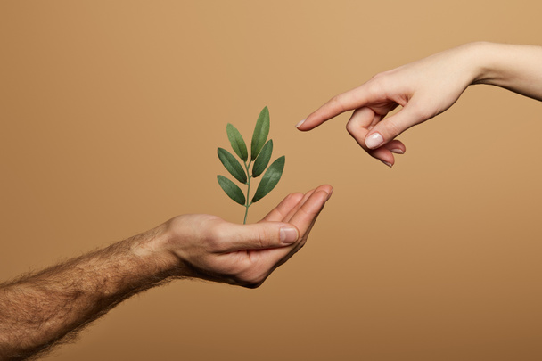 abgeschnittene Ansicht einer Frau, die mit dem Finger auf eine grüne Pflanze in der Hand eines Mannes zeigt, isoliert auf beige - Foto, Bild
