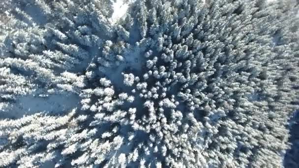 vista aérea vertical sobre un bosque de coníferas nevadas en los Alpes franceses la plagne altitud media
 - Imágenes, Vídeo