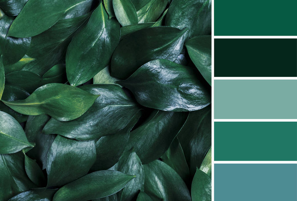 Full frame with green fresh leaves and shades palette, trendy backdrop variations. - Photo, Image
