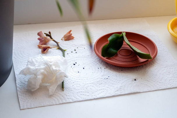 A dried branch with flowers of a small orchid, the base of a plant with green leaves without roots lie on a windowsill on a white napkin. Resuscitation and transplantation of damaged plant - Photo, Image