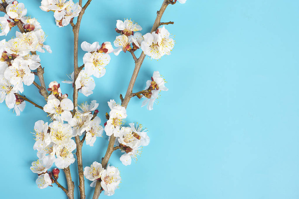 Zweige des Aprikosenbaums mit Blüten auf blauem Hintergrund. Platz für Text. das Konzept des Frühlings kam, frohe Ostern, Muttertag. Ansicht von oben. flach lag. Kopierraum. - Foto, Bild