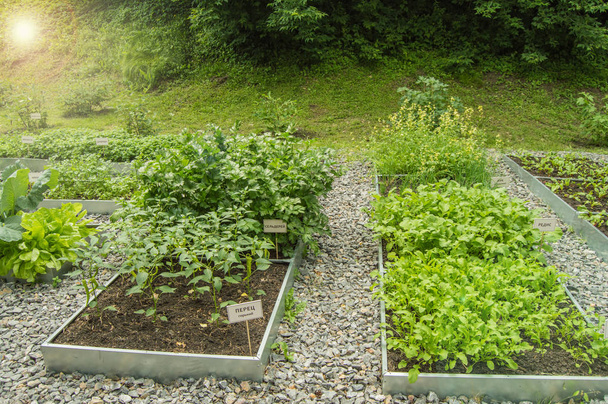 Příklad pěstování bylin na rostlinném podloží z rukoly, kopr, chard, na jmenovkách v ruštině. Otevřená krajina, sluneční svit, letní den. Apoštérová zahrada - Fotografie, Obrázek