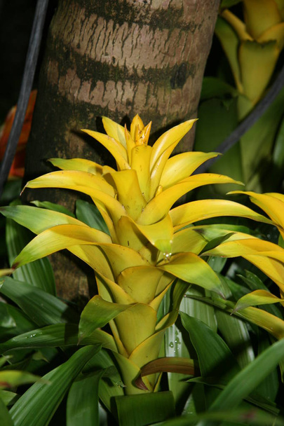 Yellow, large, bright flower in the garden greenery.  A beautiful yellow, large blooming flower. - Photo, Image