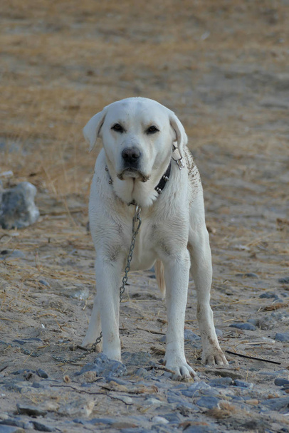 Beau Labrador blanc appelé Marley
 - Photo, image