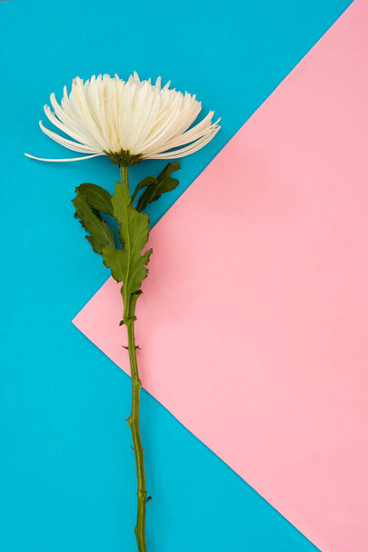 Flor de crisantemo blanco sobre fondo rosa y azul. Copiar espacio
 - Foto, Imagen