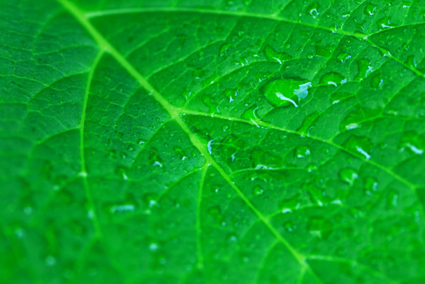 Green leaf with water drops macro background . - Photo, Image
