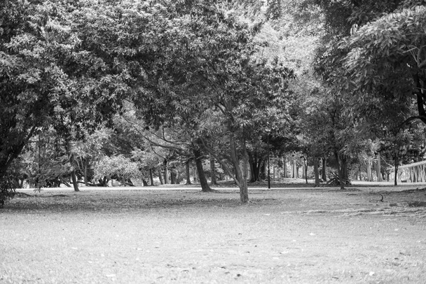 Parco con alberi ed erbe in bianco e nero
  - Foto, immagini