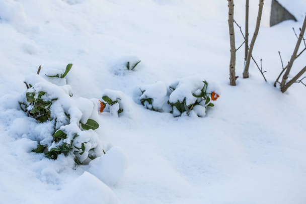 Çıplak dalları olan kış manzarası - Fotoğraf, Görsel