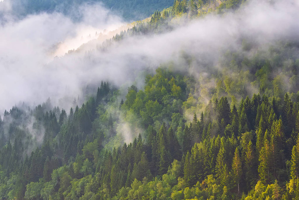 Sosny sylwetka lasu z chmurami mgły - Zdjęcie, obraz